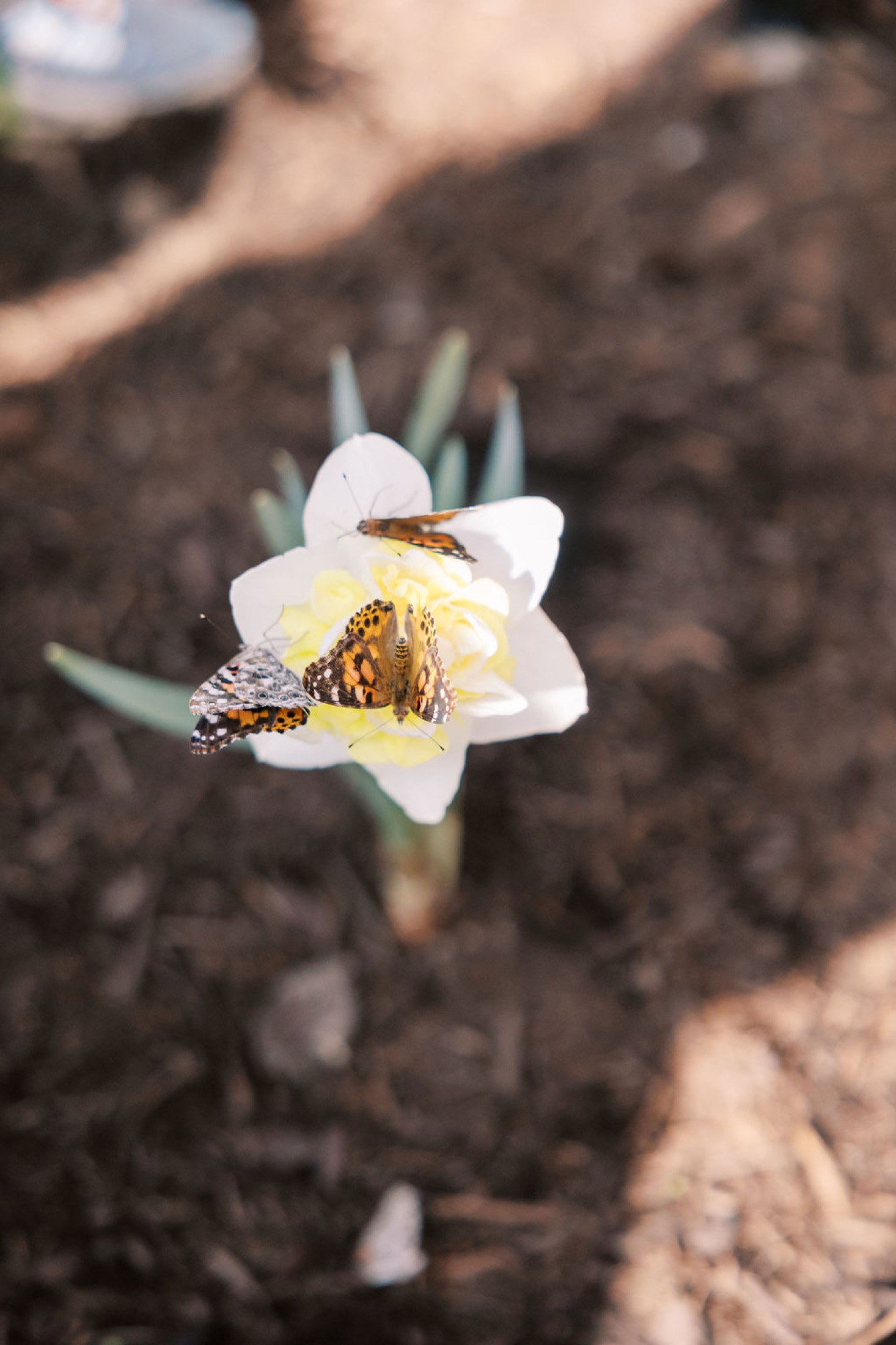 Two painted lady butterflies resting on a white daffodil in Cheryl's Garden.